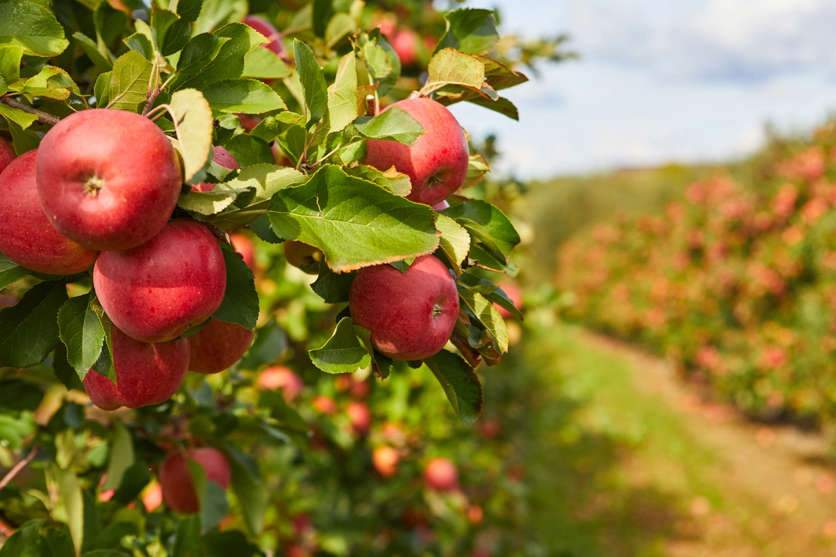 apple orchard with many trees 